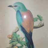 Bird frame
