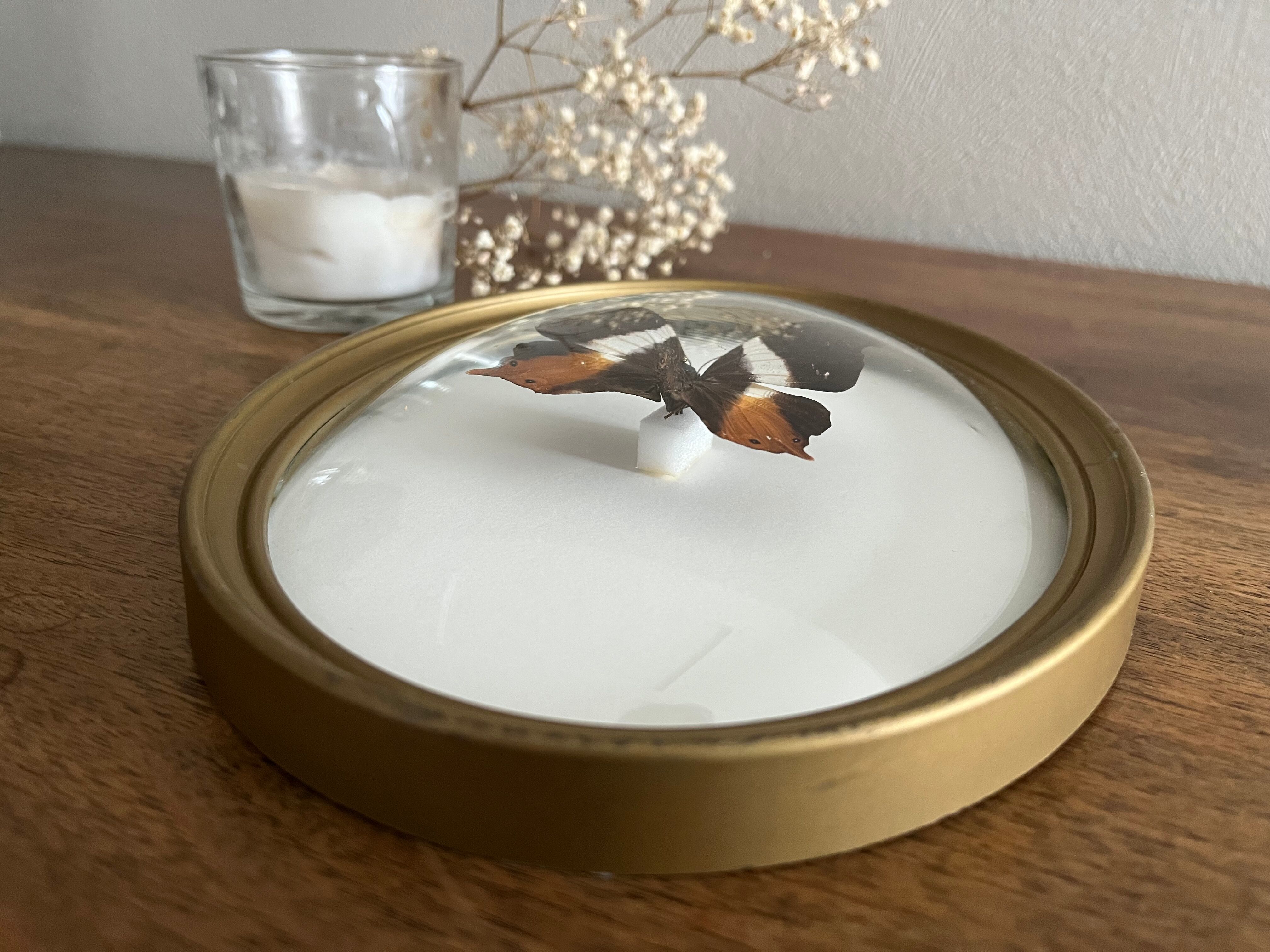 Butterfly frame naturalized curved glass