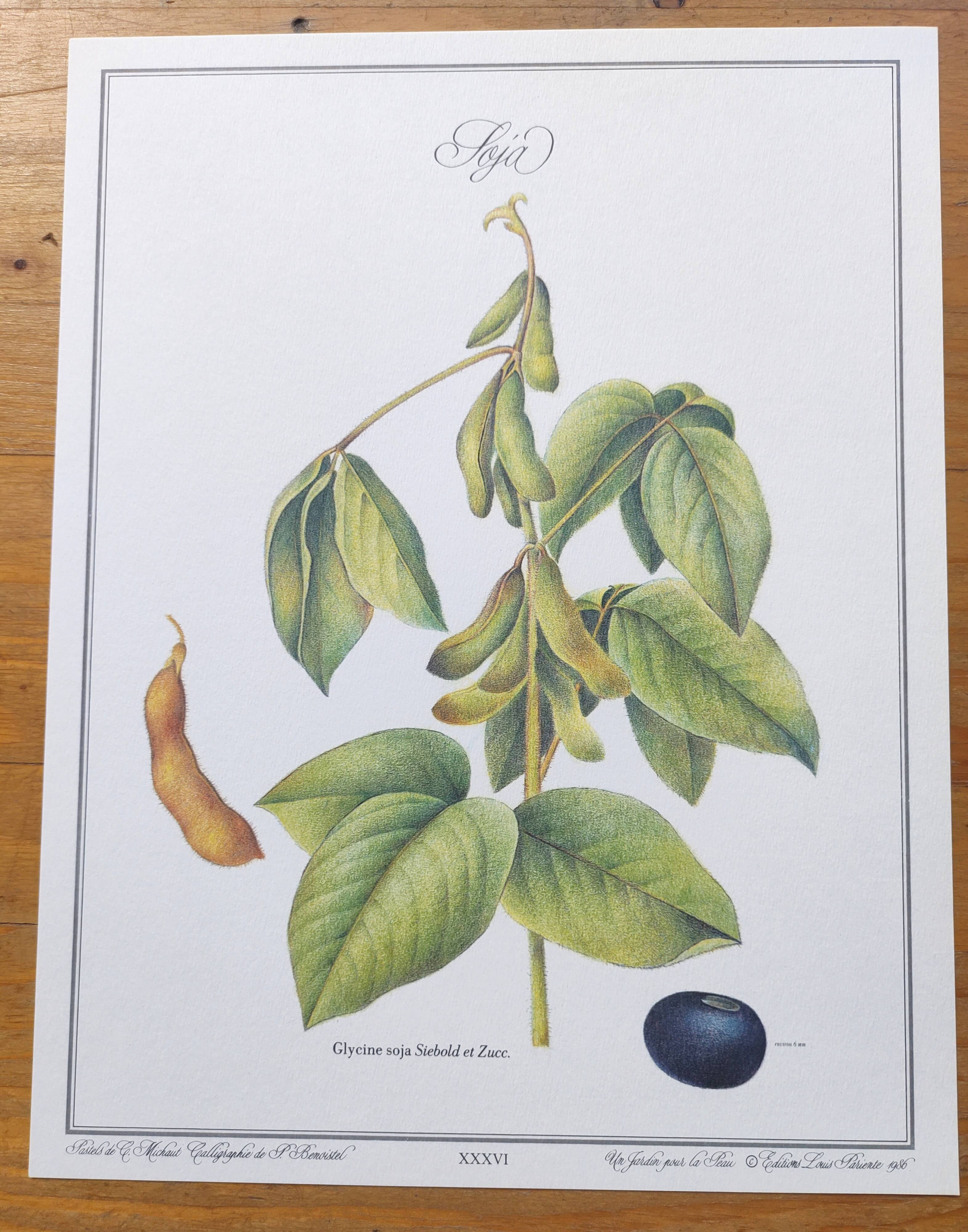 Botanical illustration -Soybean- Engraving of medicinal plants and flowers. Pastels by C. Michaut