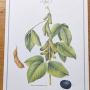 Botanical illustration -Soybean- Engraving of medicinal plants and flowers. Pastels by C. Michaut