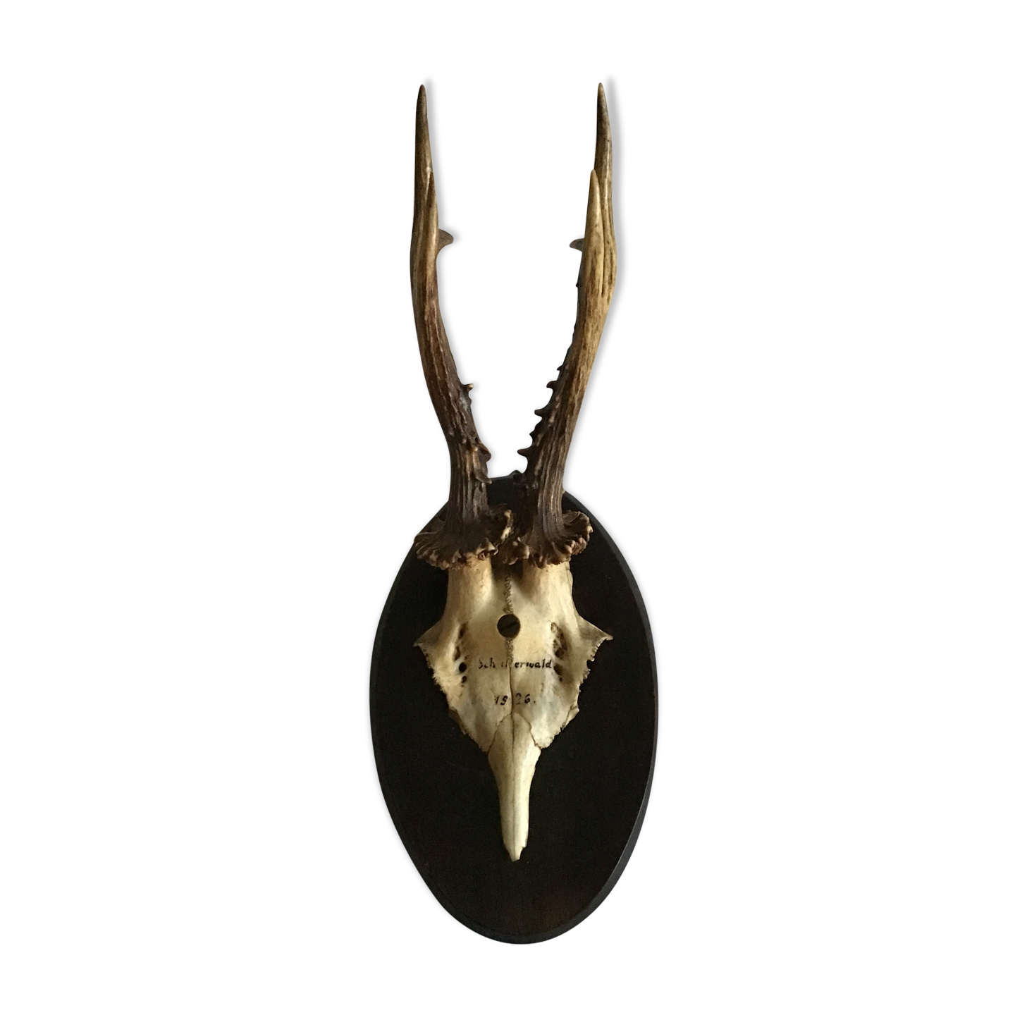 Old deer trophy