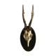 Old deer trophy