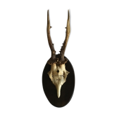 Old deer trophy