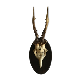 Old deer trophy