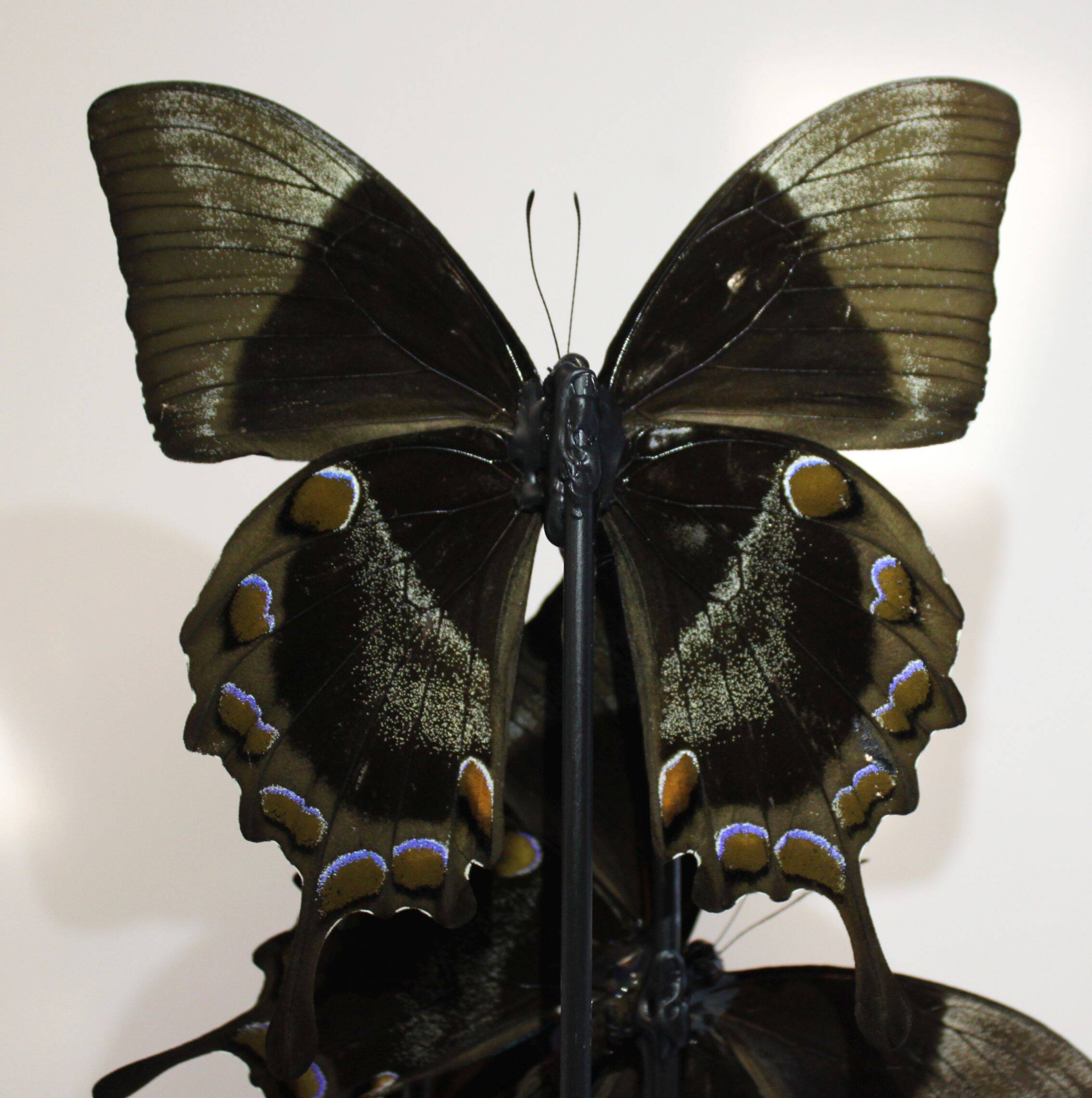 Flight of butterflies under globe.