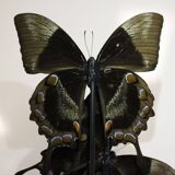 Flight of butterflies under globe.