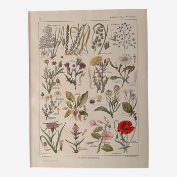 Lithographie plantes adventices mauvaises herbes - 1920