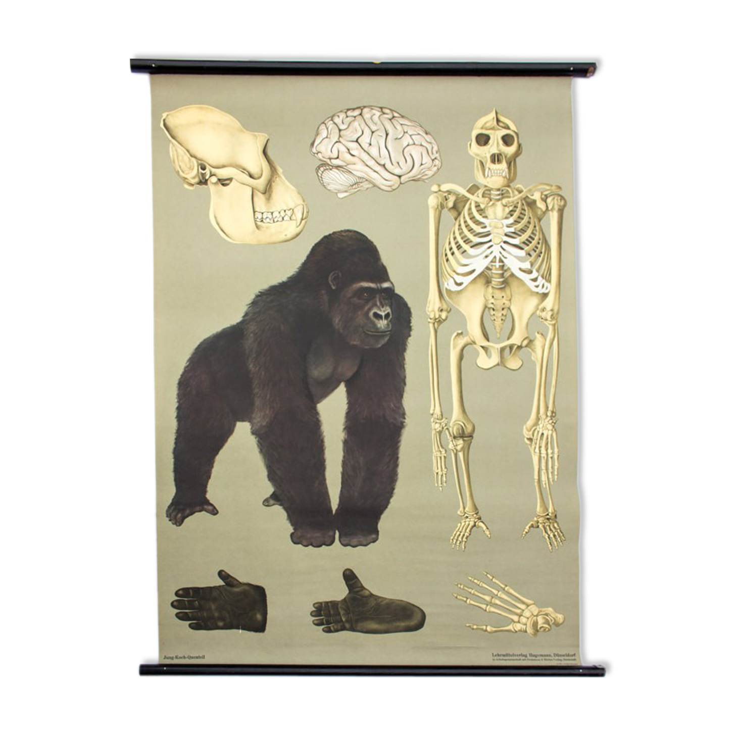 Wall poster of the school from Jung-Koch-Quentell "gorilla" 1968