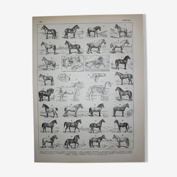 Gravure, chevaux, race, anatomie, course, originale de 1898
