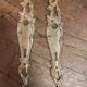 Pair of solid brass cleanliness plates in Louis XV rococo style.