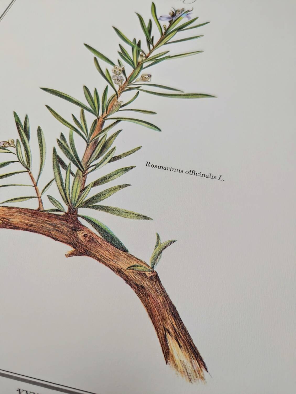 Printed in 1986, Le Romarin.