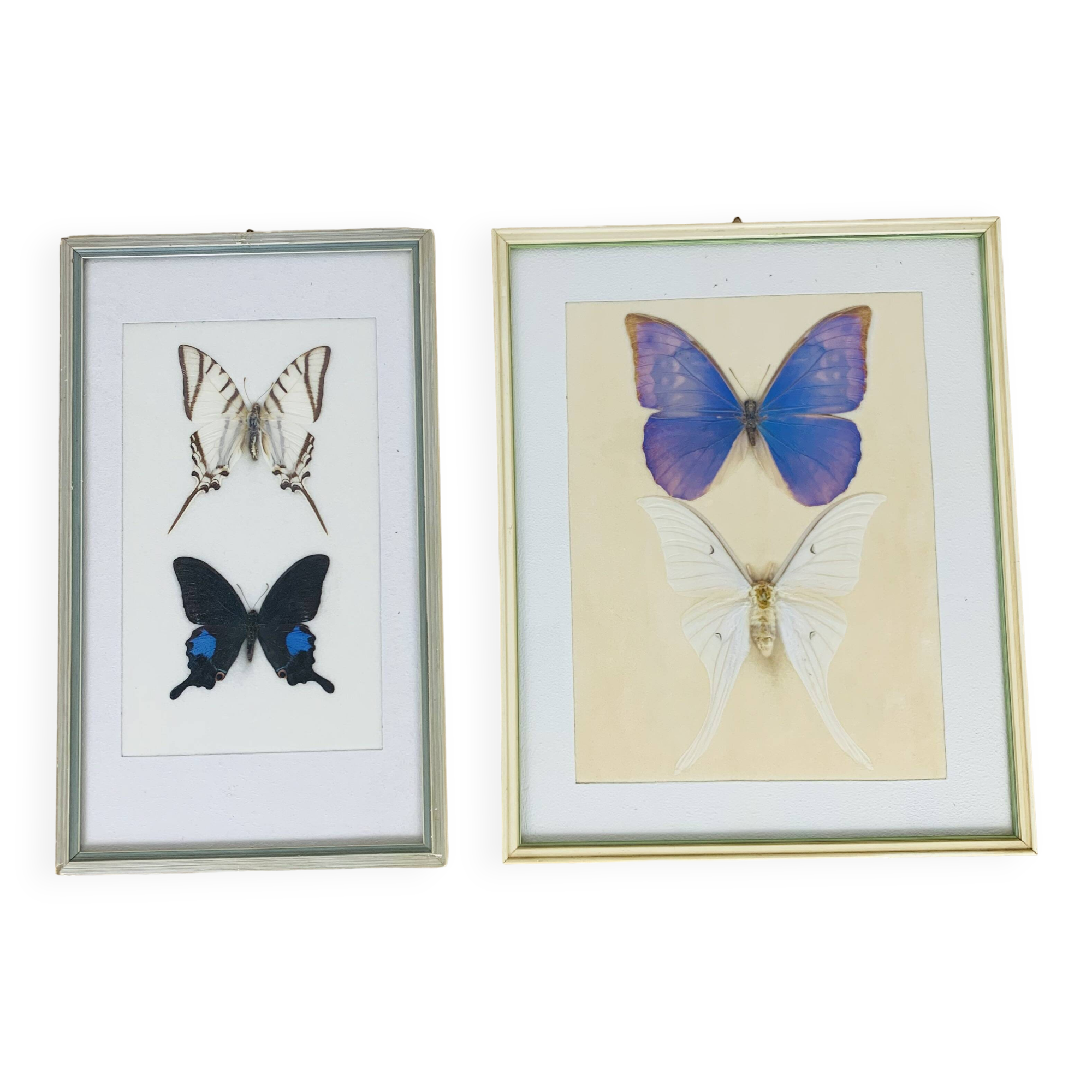 2 vintage naturalized butterfly frames