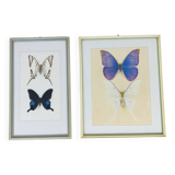 2 vintage naturalized butterfly frames