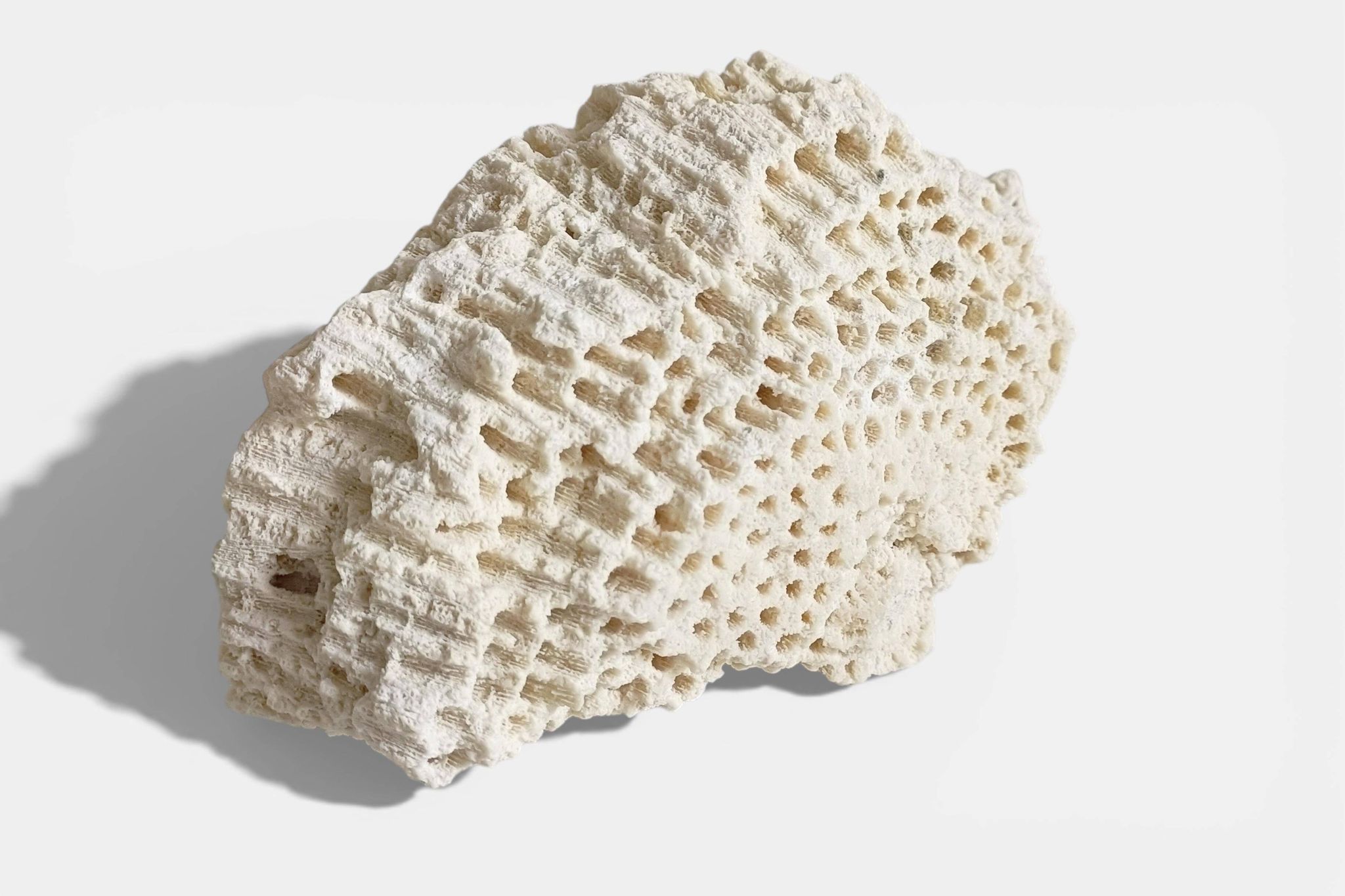 Sculptural White Coral Fossil, Organic Modern Decor from South Asia