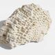 Sculptural White Coral Fossil, Organic Modern Decor from South Asia