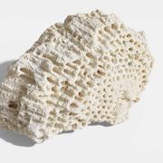 Sculptural White Coral Fossil, Organic Modern Decor from South Asia