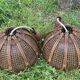 Duo of rattan and glass chandeliers