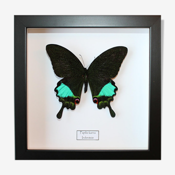 Butterfly "Papilio karna"
