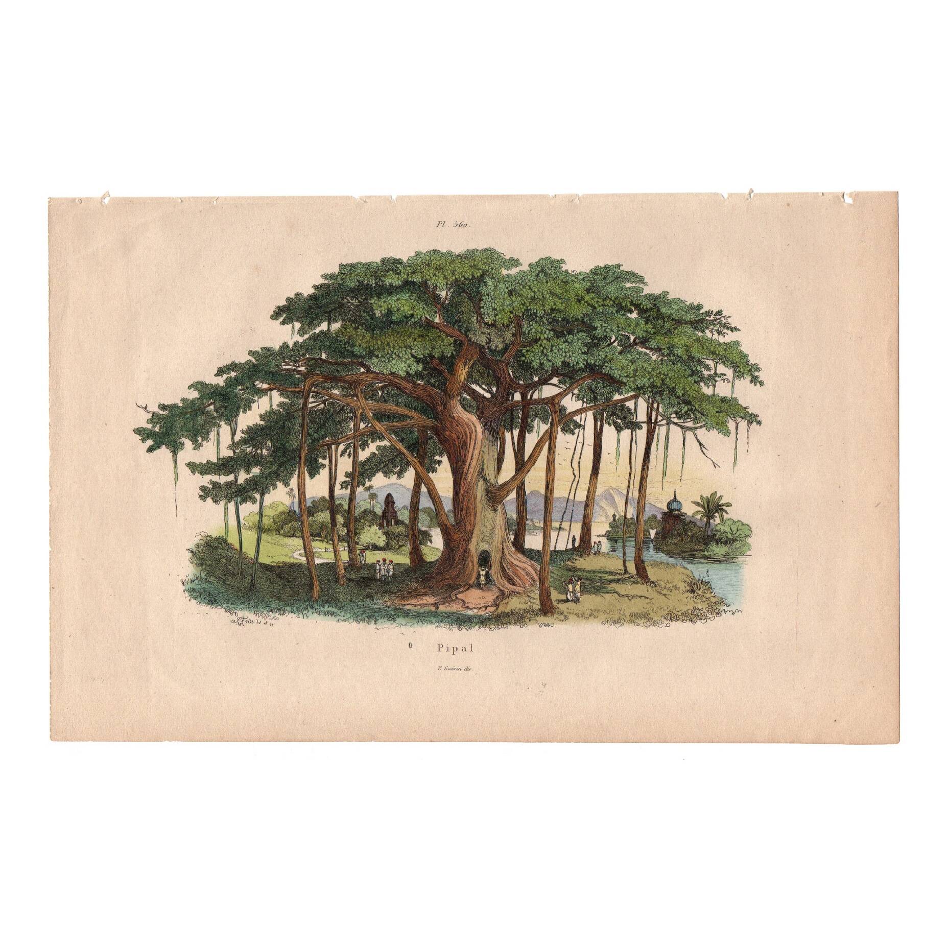 Gravure ancienne de 1839 - Arbre Pipal - planche Botanique vintage