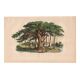 Gravure ancienne de 1839 - Arbre Pipal - planche Botanique vintage