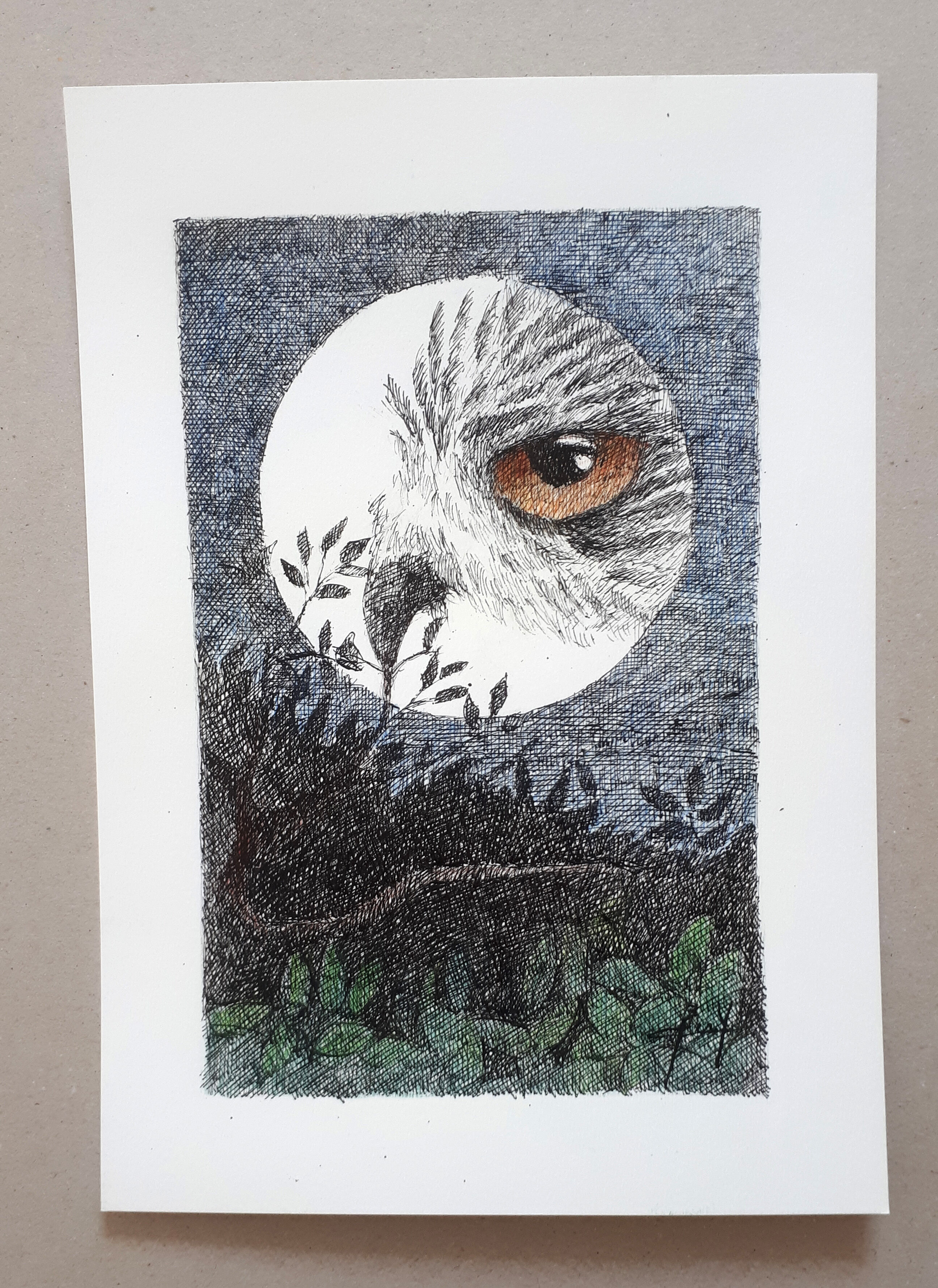 "oiseau de nuit" encre de chine et crayon couleur sur papier.
