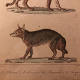 Lithograph late 19th watercolor mammals.