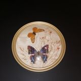 Naturalized butterfly