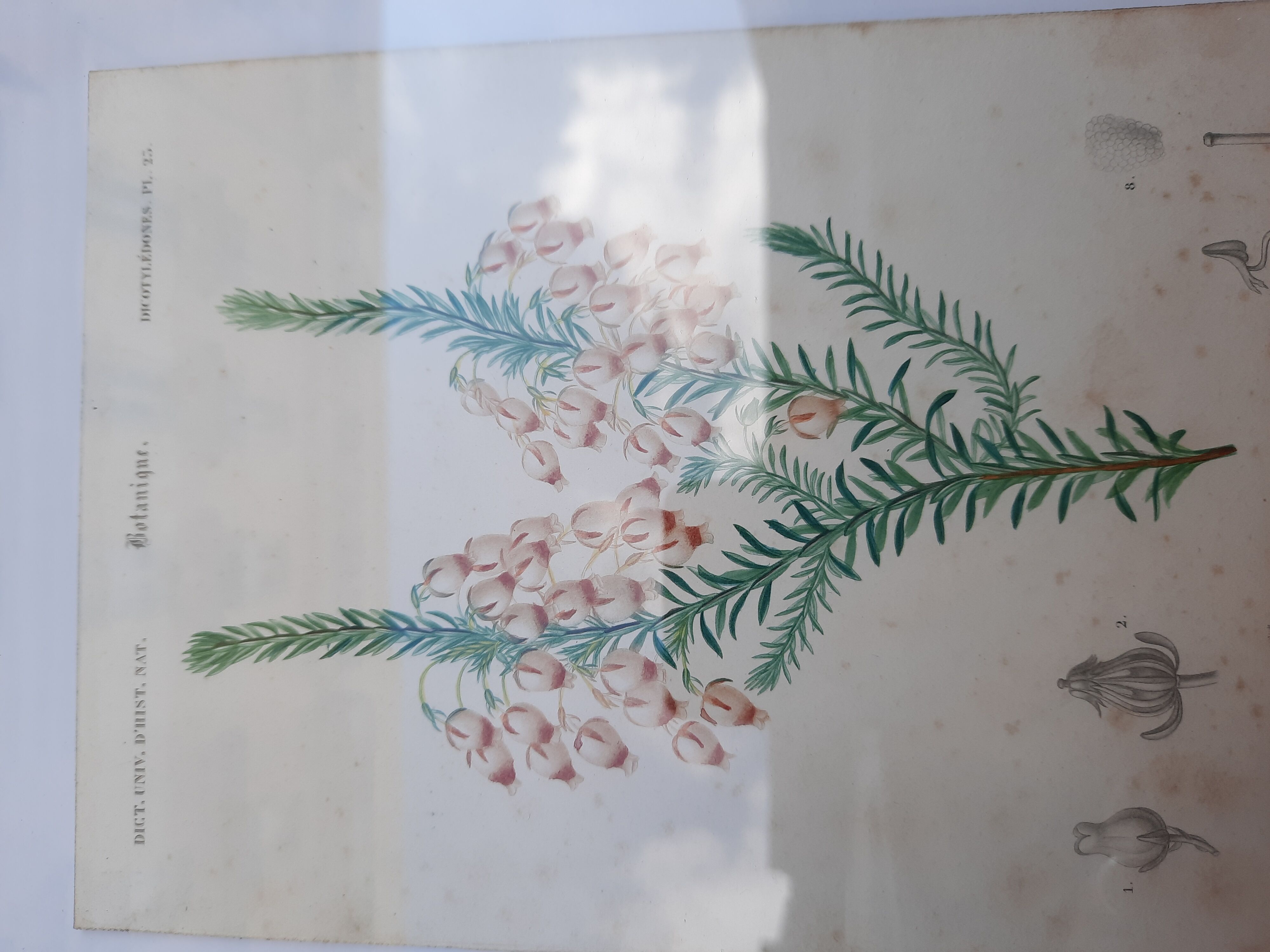 Framed botanical board