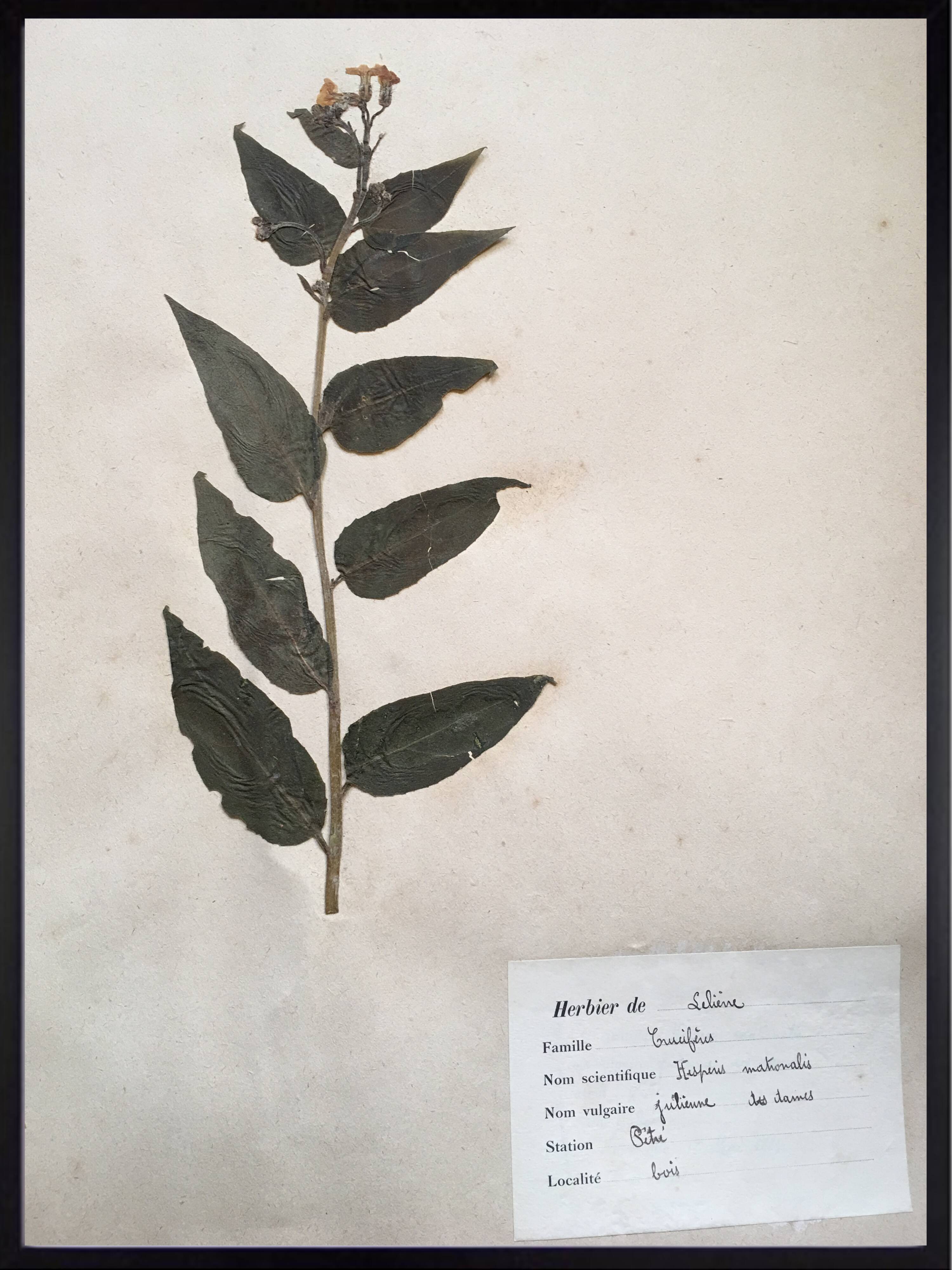 Lot de 4 planches herbier vintage 1924