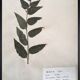 Lot de 4 planches herbier vintage 1924