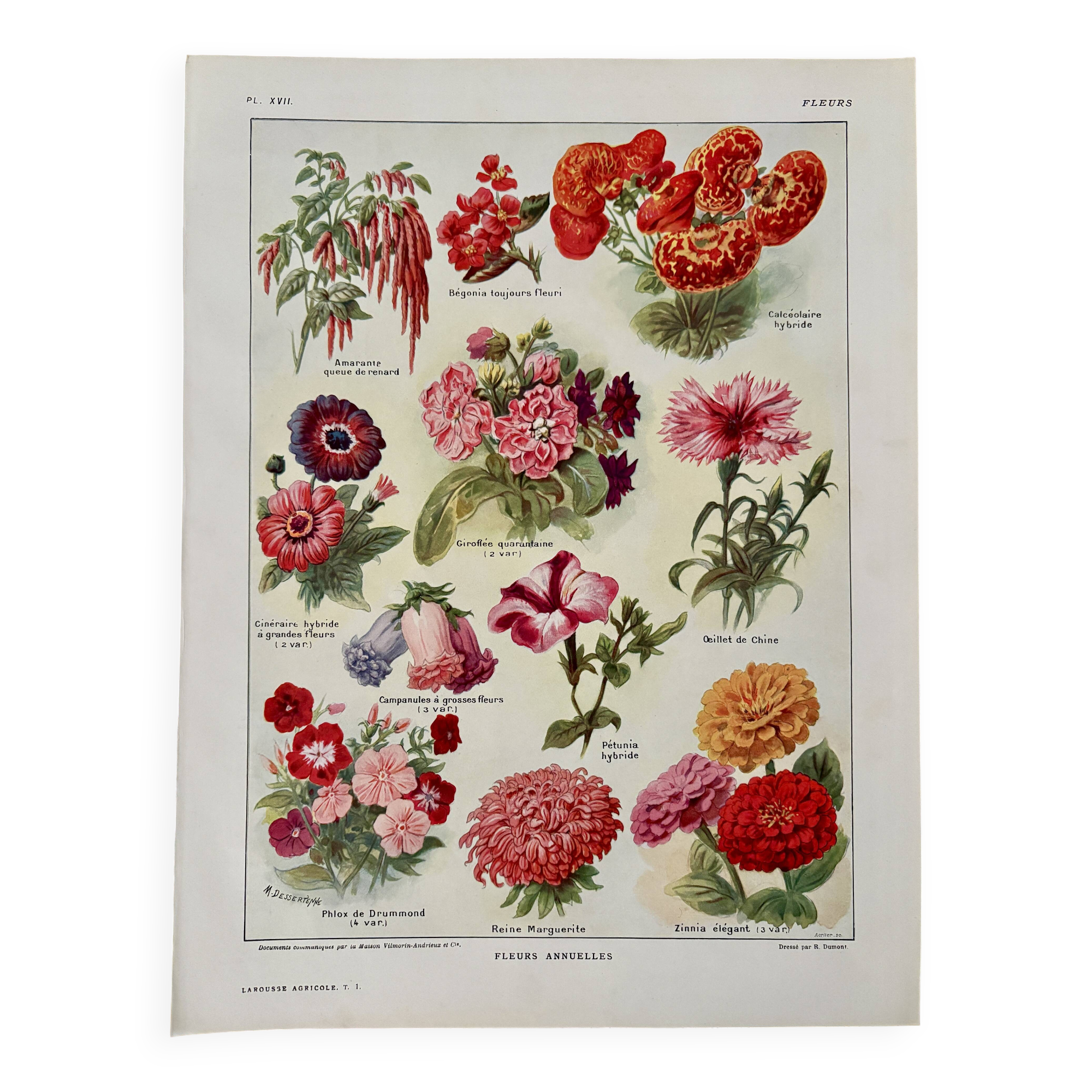 Lithograph of annual flowers - 1920