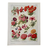Lithograph of annual flowers - 1920