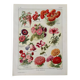 Lithographie sur les fleurs annuelles - 1920