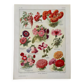 Lithograph of annual flowers - 1920