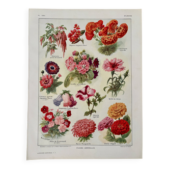 Lithographie sur les fleurs annuelles - 1920
