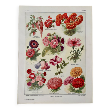 Lithographie sur les fleurs annuelles - 1920
