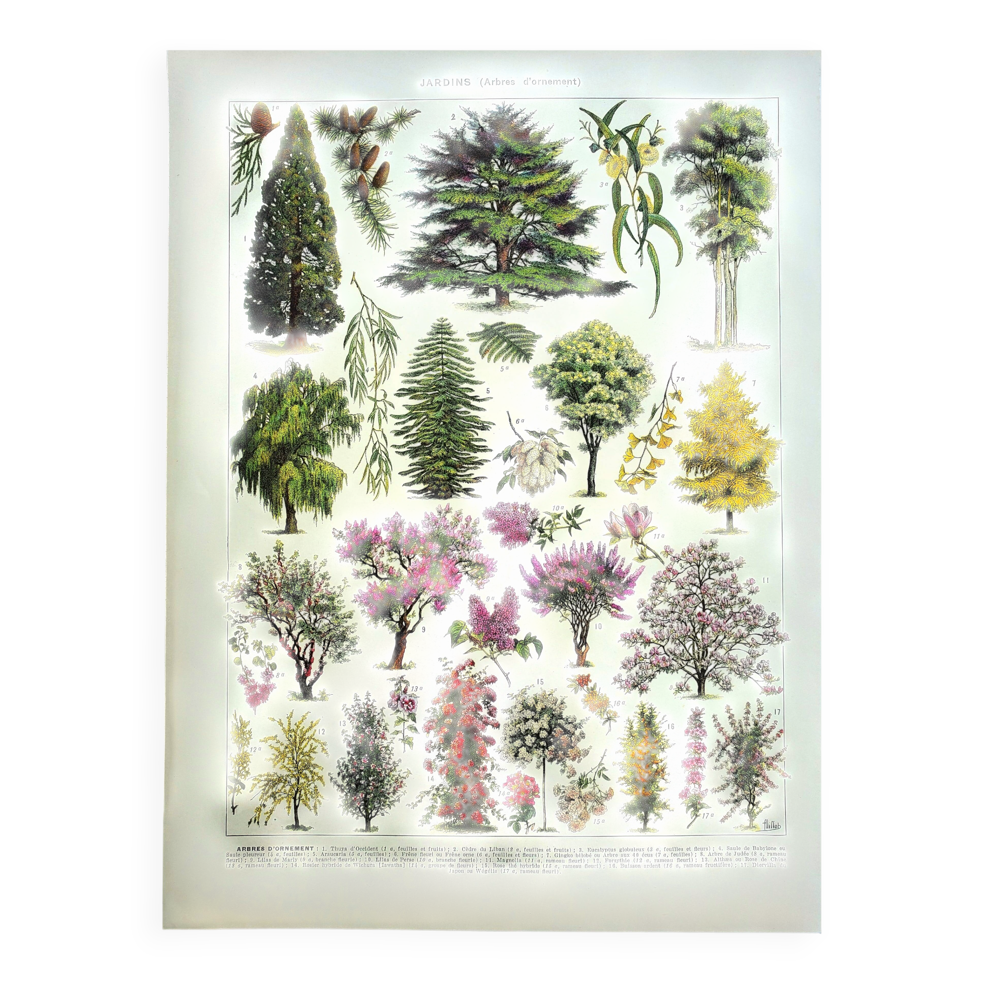 Old engraving 1928 - Gardens (1) by A. Millot - Botanical plate