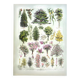 Old engraving 1928 - Gardens (1) by A. Millot - Botanical plate