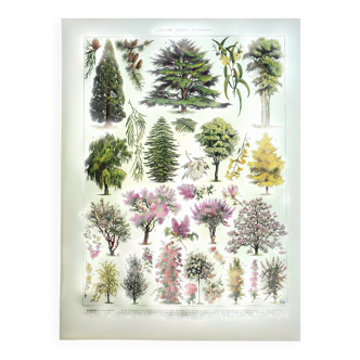 Old engraving 1928 - Gardens (1) by A. Millot - Botanical plate