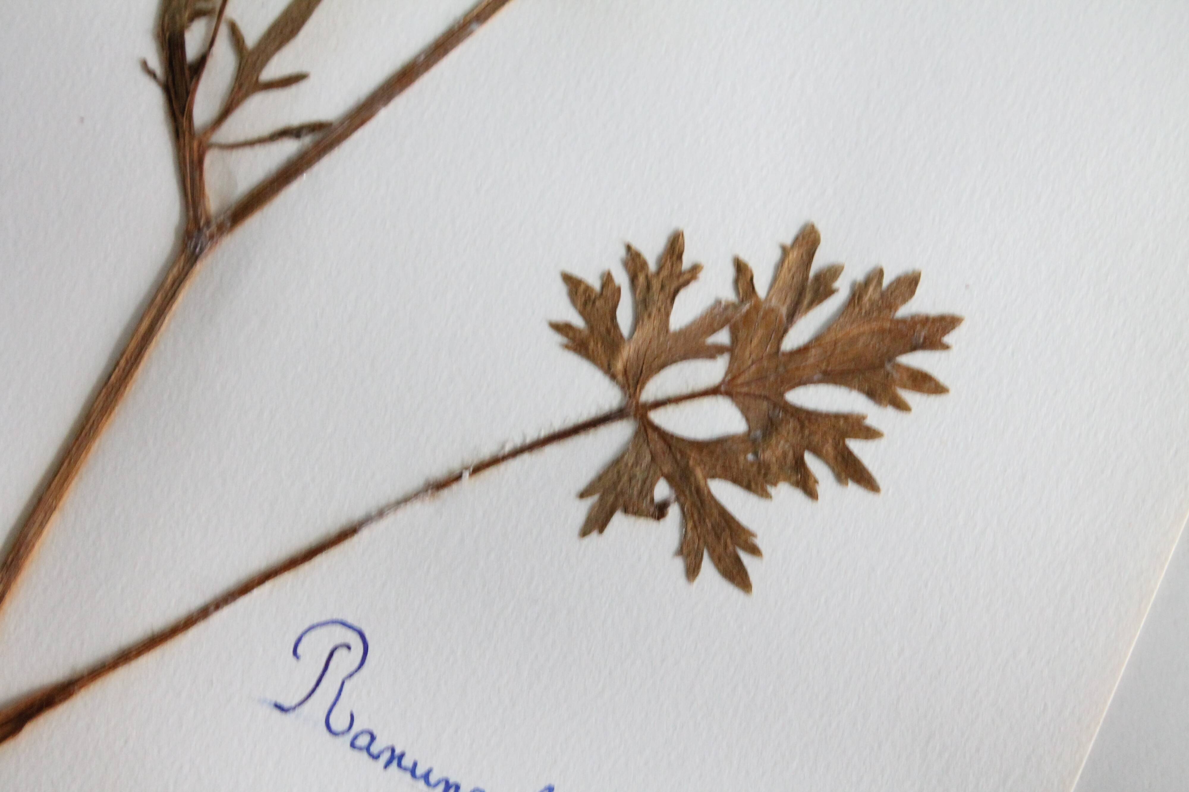 Old French botanical plate – Pressed plant (Buttercup) Format