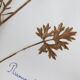 Old French botanical plate – Pressed plant (Buttercup) Format