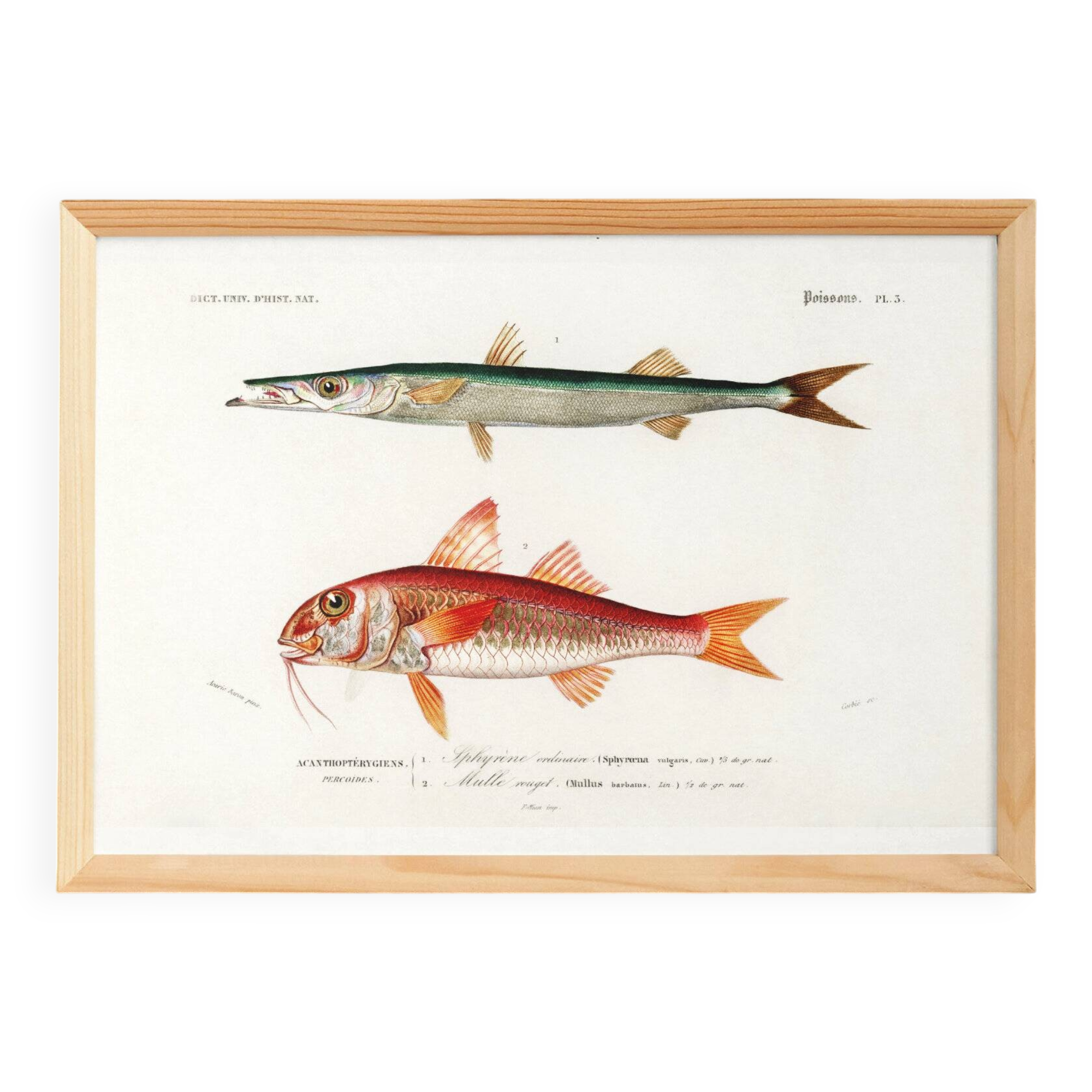 Poster about barracuda and red mullet, based on an old engraving from 1849