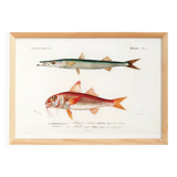 Poster about barracuda and red mullet, based on an old engraving from 1849
