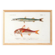 Poster about barracuda and red mullet, based on an old engraving from 1849