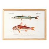 Affiche sur le barracuda et le rouget, d’après une gravure ancienne de 1849