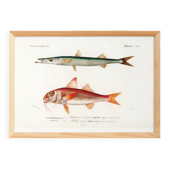 Poster about barracuda and red mullet, based on an old engraving from 1849