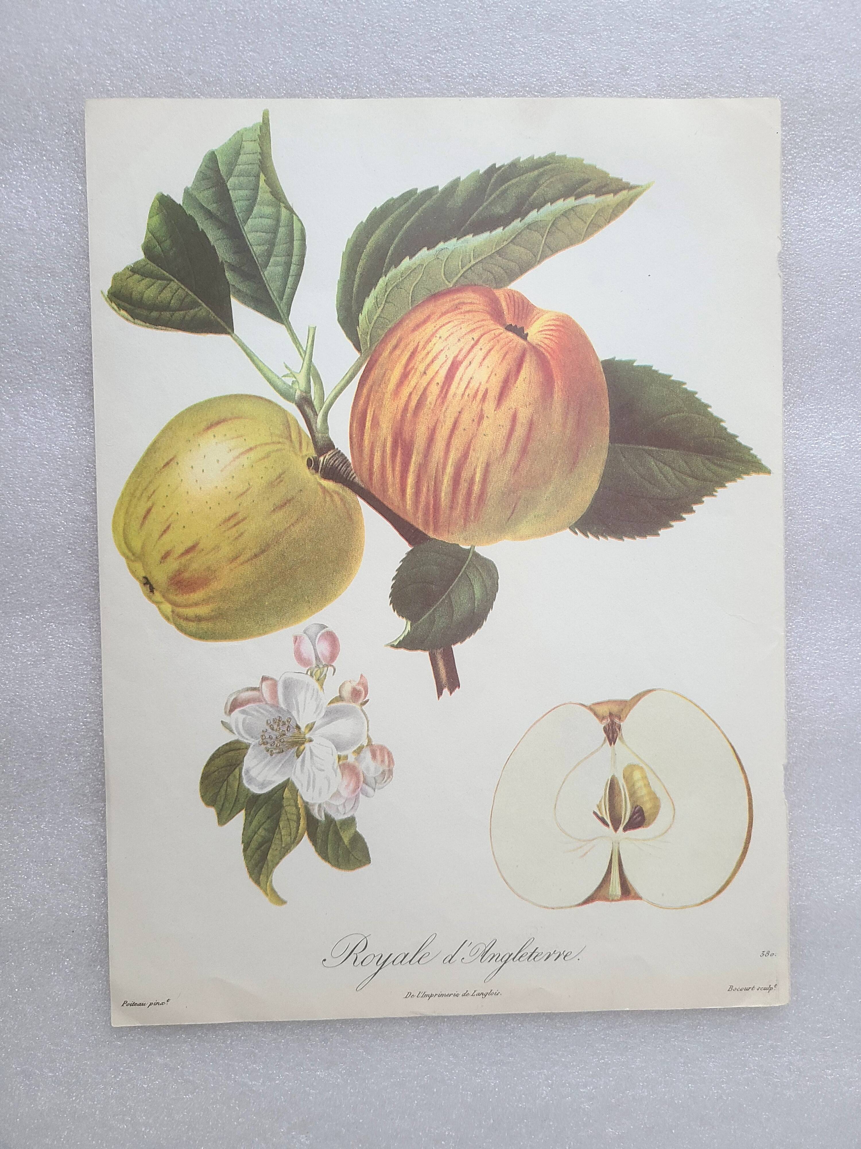 Posters The fruits of the king's garden and the fruits of autumn