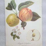 Posters The fruits of the king's garden and the fruits of autumn