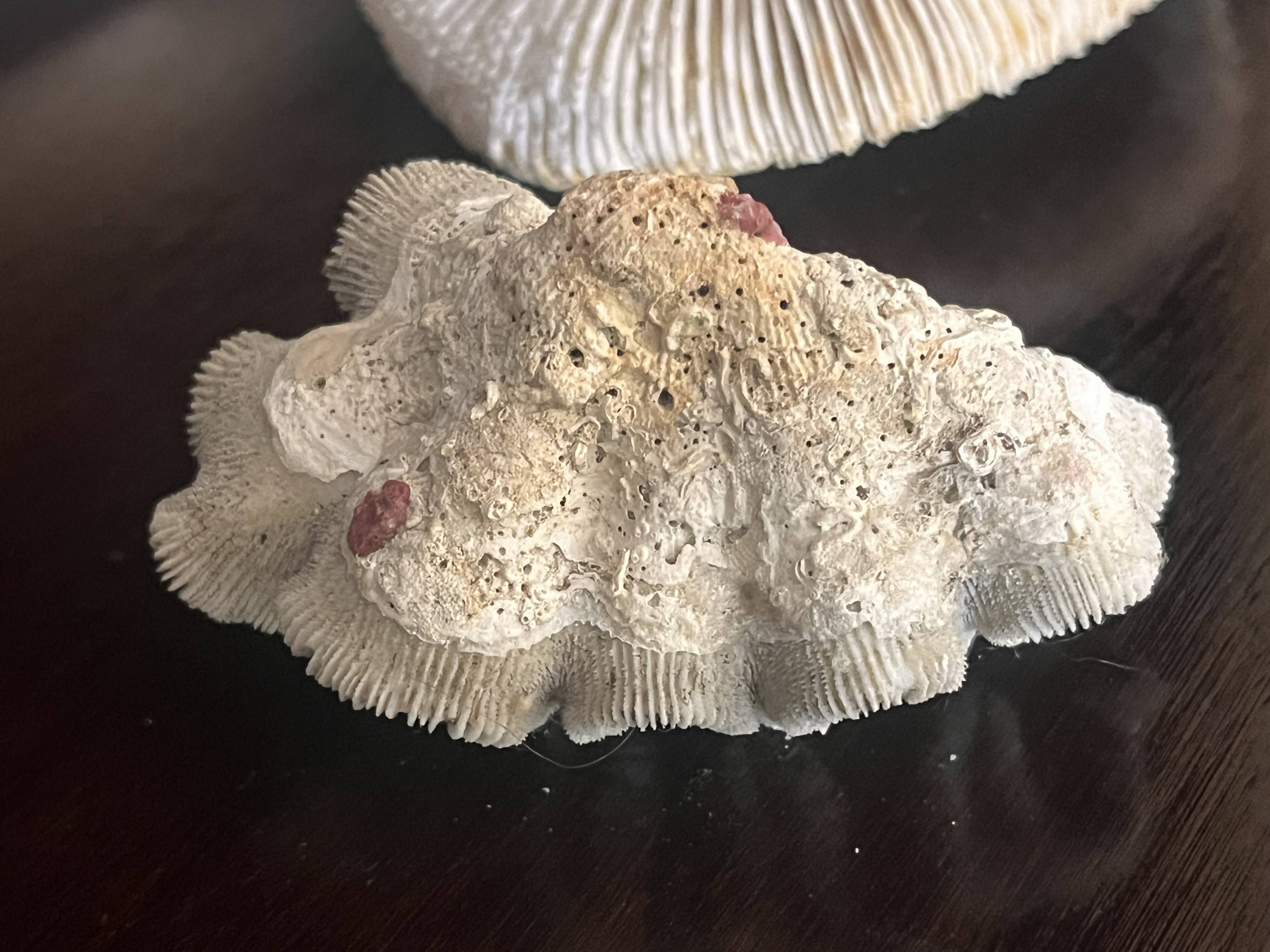 Corail ancien