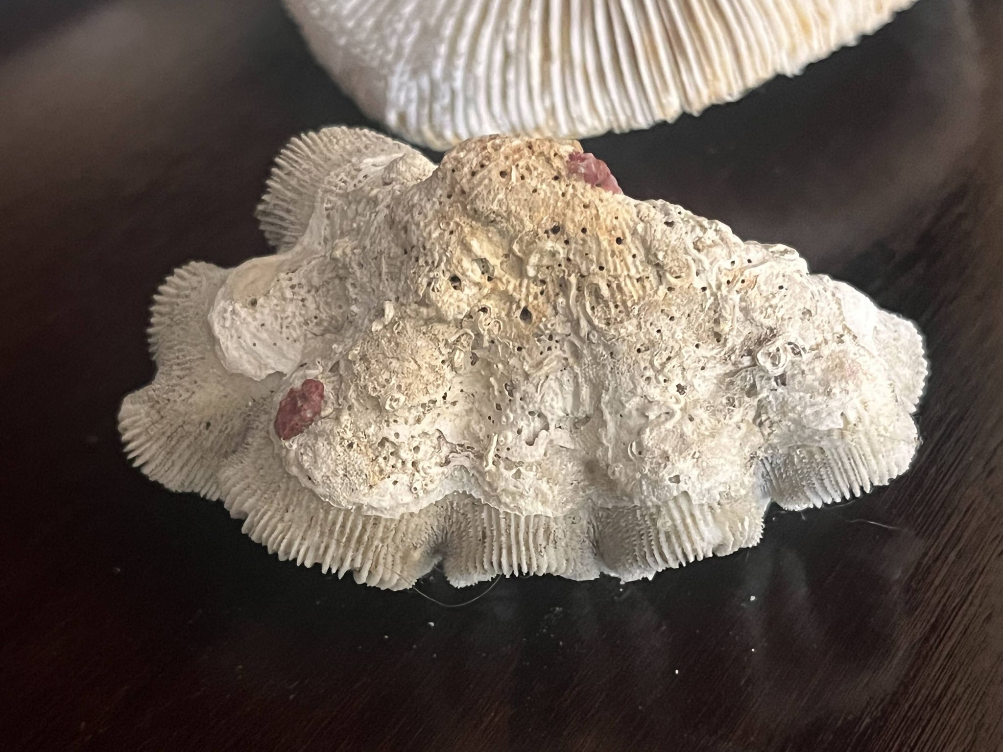 Corail ancien